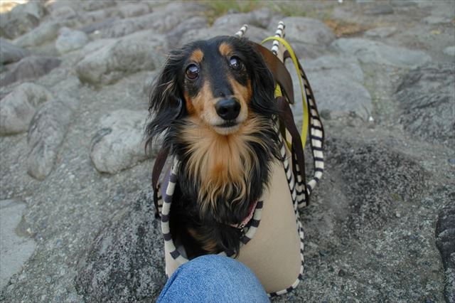 出たいの？イイコに待ってて。すぐ出してあげるからね。