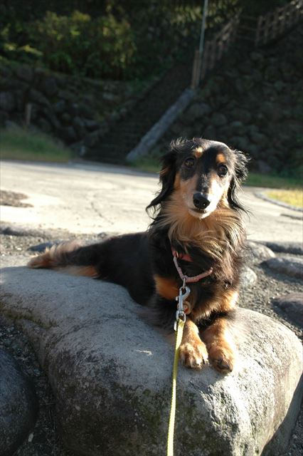 紅葉狩り。ほかほかの岩にお腹をくっつけて暖を取る寒がり＆賢いルパン。