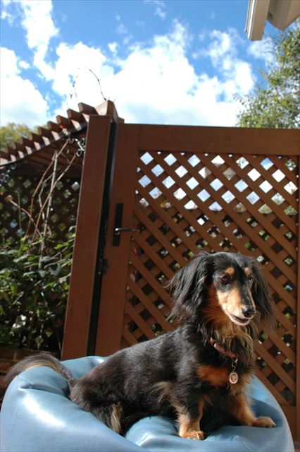 こんな何気ない昼下がりが幸せだったよ。