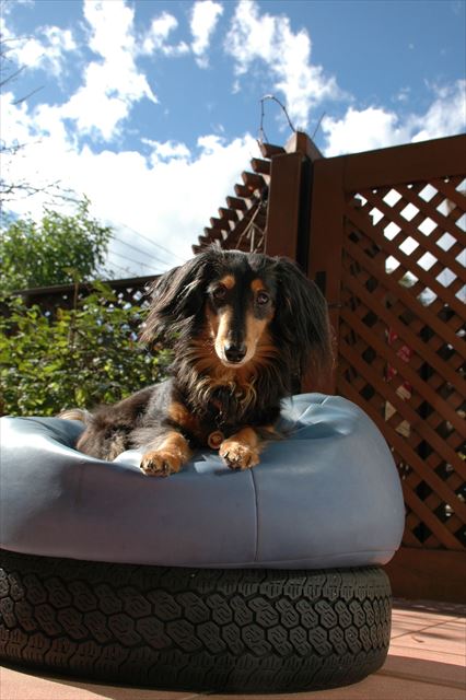 ねぇルパン、空がきれいだね。・・ん？おやつ欲しい？