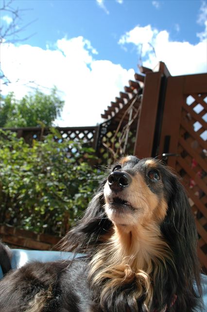 日向ぼっこ。気持ちいいね。空、きれいだね。