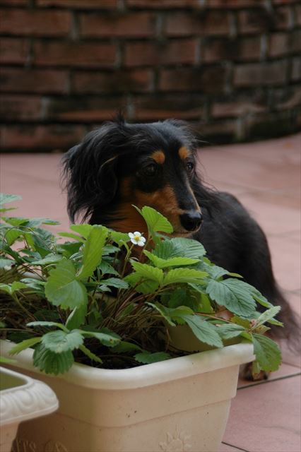 ルパンが喜んでくれるから苺いっぱい育てたな。