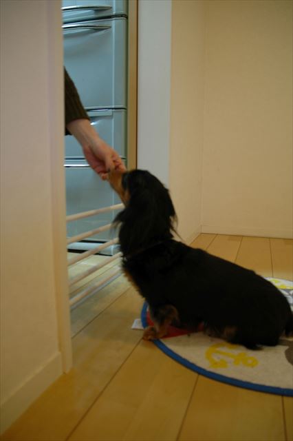 野菜を刻む音がすると、台所の前でいつも待ってた。本当におりこうさんだった。