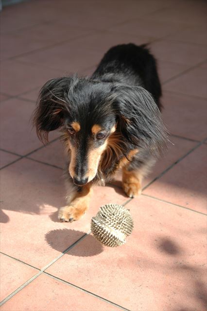 ガンバレガンバレ。ボール投げが大好きだった。一生懸命なルパンが大好きだった。