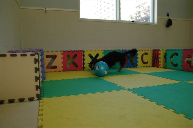 元気いっぱいのルパン。大好きだよ、ルパン。