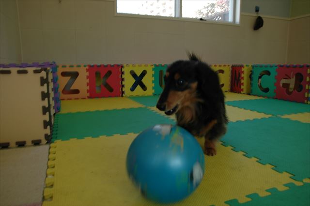 ルパン、たくさん遊んでくれてありがとね。