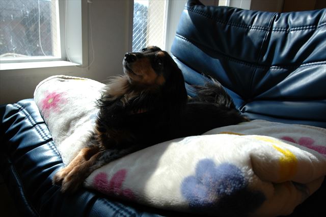 ひなたぼっこ。大好きだったね。