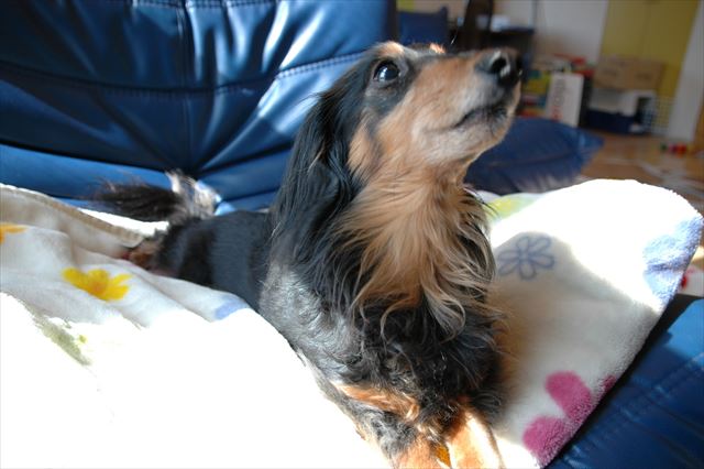 おりこうちゃん！はい、ごほうび♪