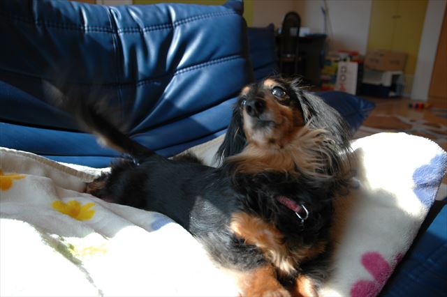 いつも一生懸命なルパン、大好きだよ。