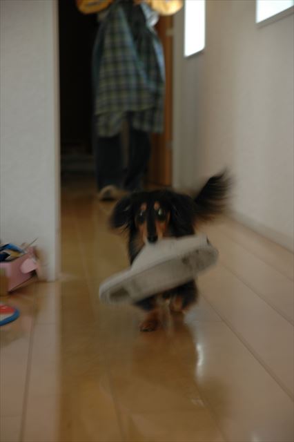 一生懸命走ってたね。大好きだよ、ルパン。