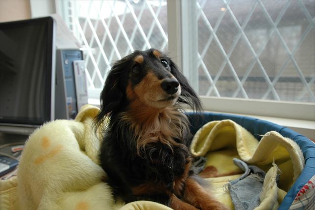 ルパン♪どうしてそんなにかわいいの？