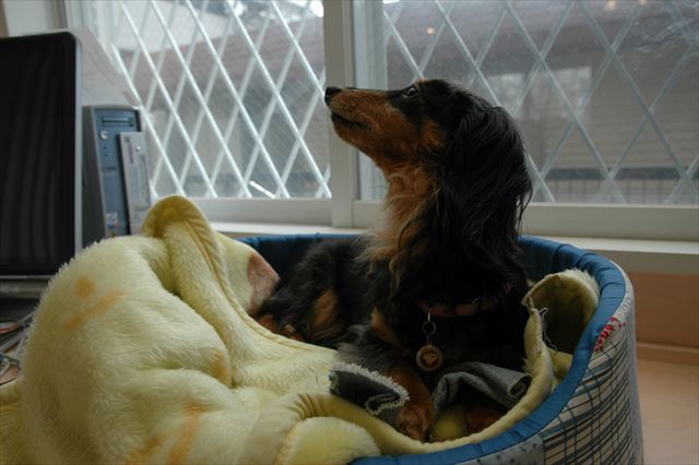 ちょうだい♪ボクいいこでしょ。