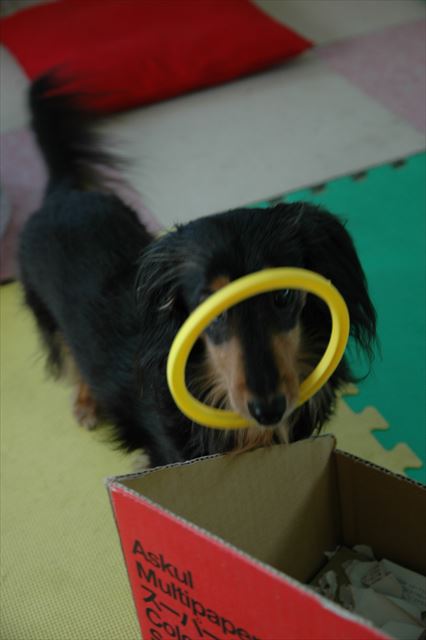 ごみ箱ポイ。お片付けしてくれるのね。