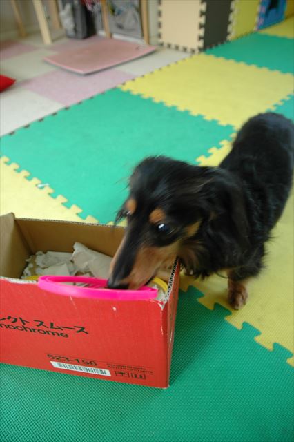 ルパン、いっぱい遊んでくれてありがとね。