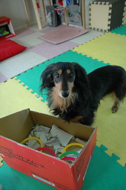 「上手にできたよ！」「ごほうびあげるよ！」