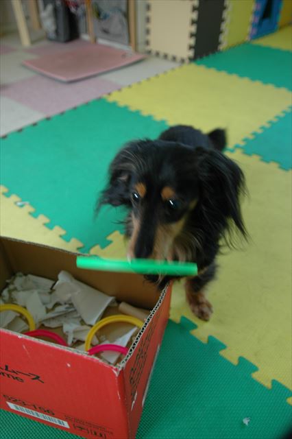 輪投げ。箱に入れてね。