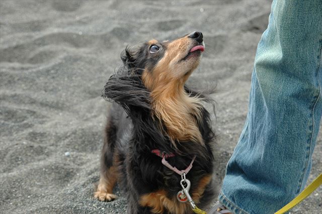 私を見つめる目・・大好きだよルパン。