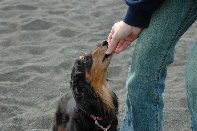 よ～いドン！　ふたりでよく追いかけっこしたね。ハイごほうびだよ。