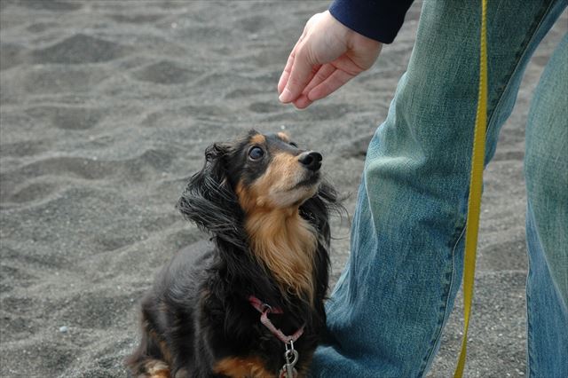 ごほうびあげる♪