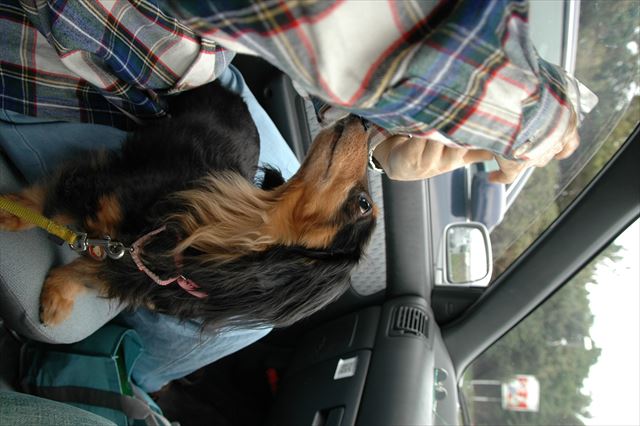 車の中でも楽しくね。