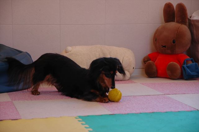 ボール、とって！