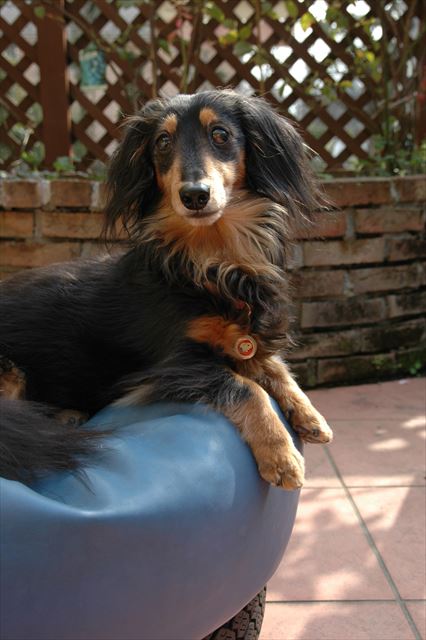 お庭で日向ぼっこ♪