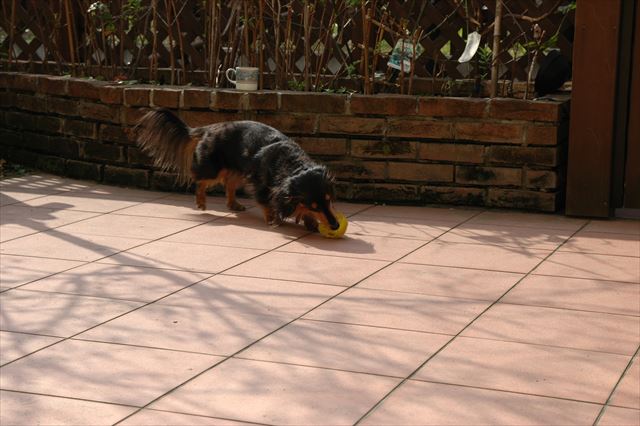 ルパン、いっぱい遊んでくれてありがとね。