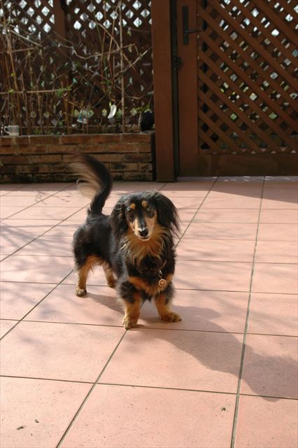 あそぼあそぼ♪　ボール投げて。早く投げて！