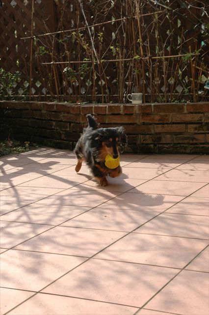 いつでも一生懸命だったね、ルパン。