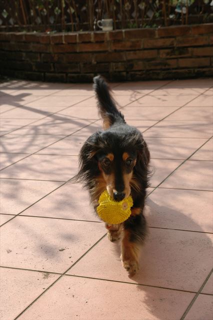 ありがと！ボール取ってきてくれてありがと！