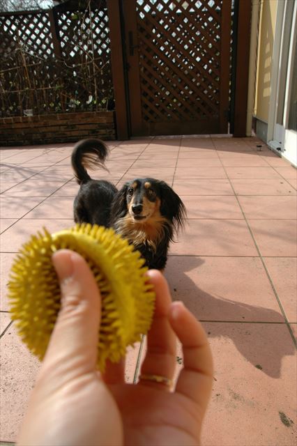 ボール？投げて欲しいの？いくよー♪