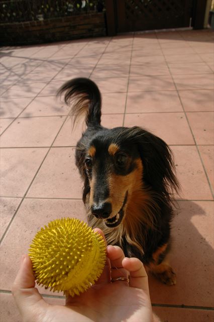 このボール、好きだったね。