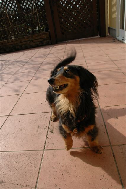 春だね。外で遊ぶの楽しいね。