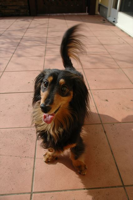 とびきりの笑顔。私を笑顔にしてくれるルパンの笑顔。