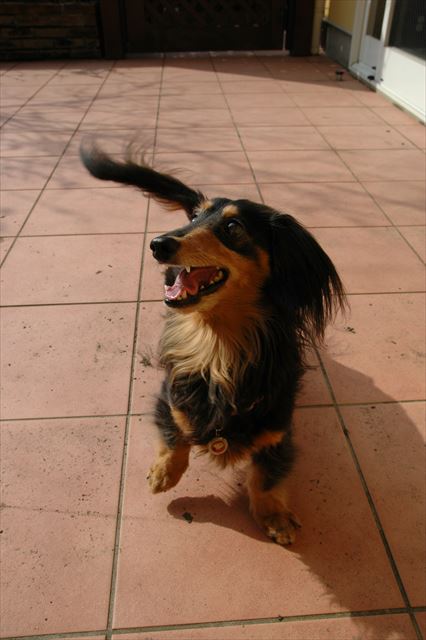 ルパンはいつでも全身で「楽しい！」言ってくれたね。