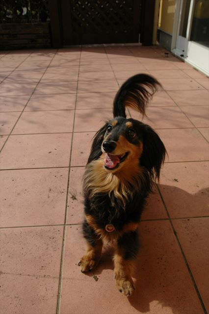 ルパン、たくさん遊んでくれてありがとね。