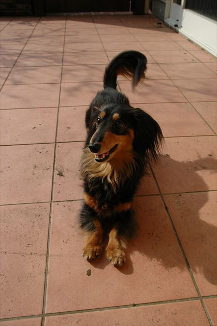 投げて！ボール投げて！