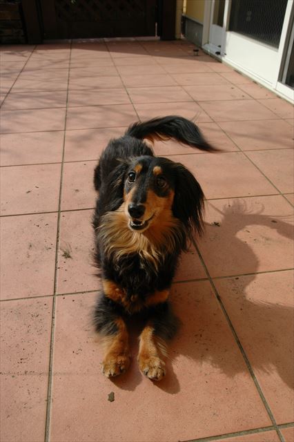 うんうん、あそぼあそぼ！