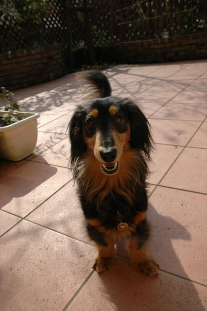 ボール？よーし投げるよ♪