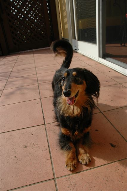 あそぼあそぼ！