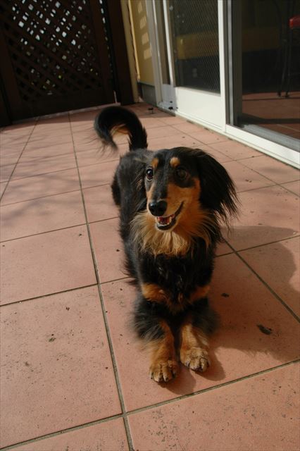 ルパンありがとね、私をいつも笑顔にしてくれてありがとね。