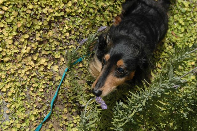 ふふ・・いい匂い？