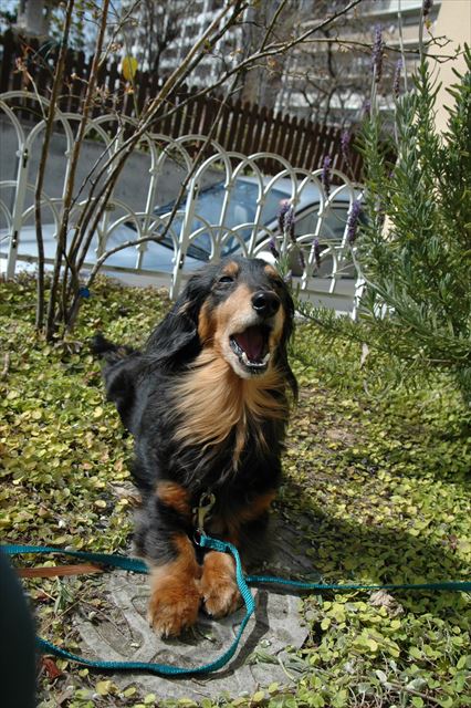 朝の日課のひなたぼっこ。ポカポカだね。気持ちいいね。