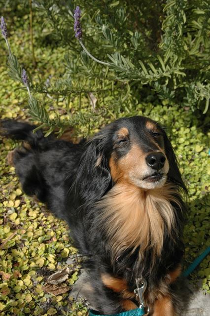 ポカポカだね。気持ちいいね。ご機嫌だね・・！