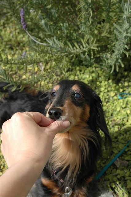 ごほうびあげる♪