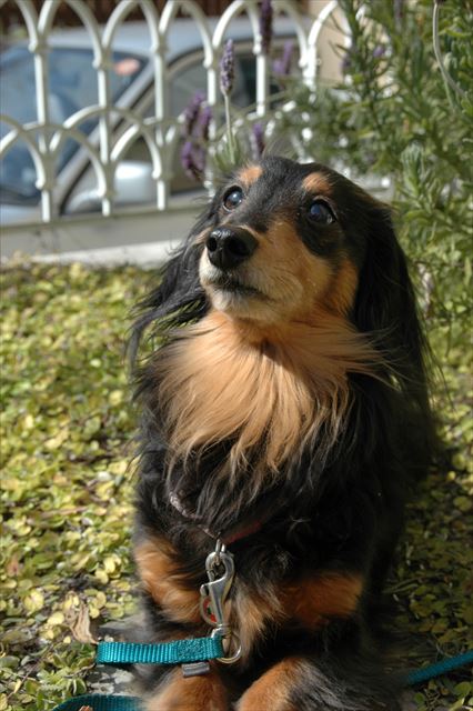 ポカポカだね。春だね、ルパン。