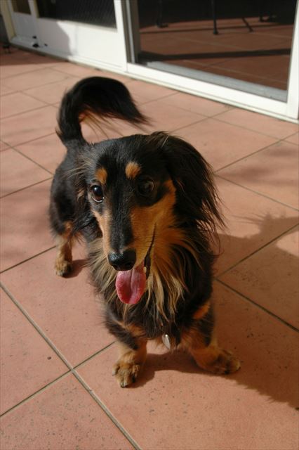 あそぼあそぼ。全身で話しかけてくるルパンが大好き。