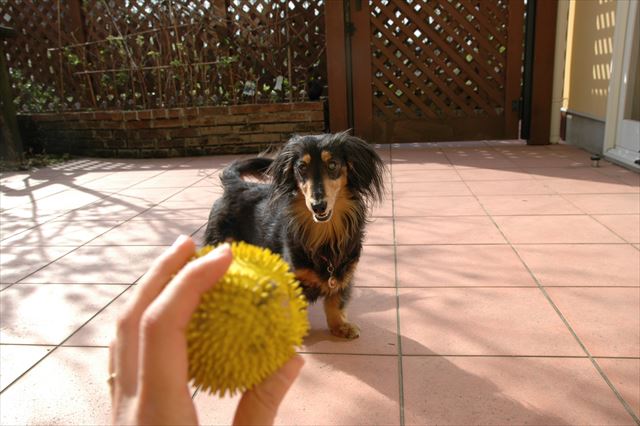 よーし！投げるよぉ～♪♪