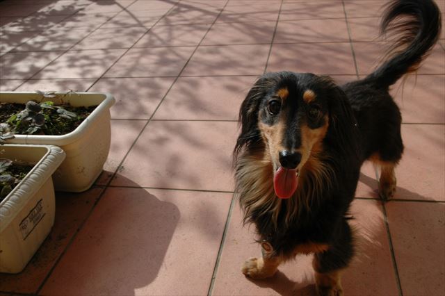 遊ぶのね、もっと遊びたいのね！！