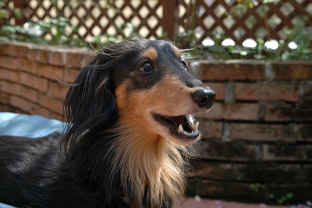 おしゃべり上手だったよね。表情で、全身で、よくおしゃべりしてくれたね。